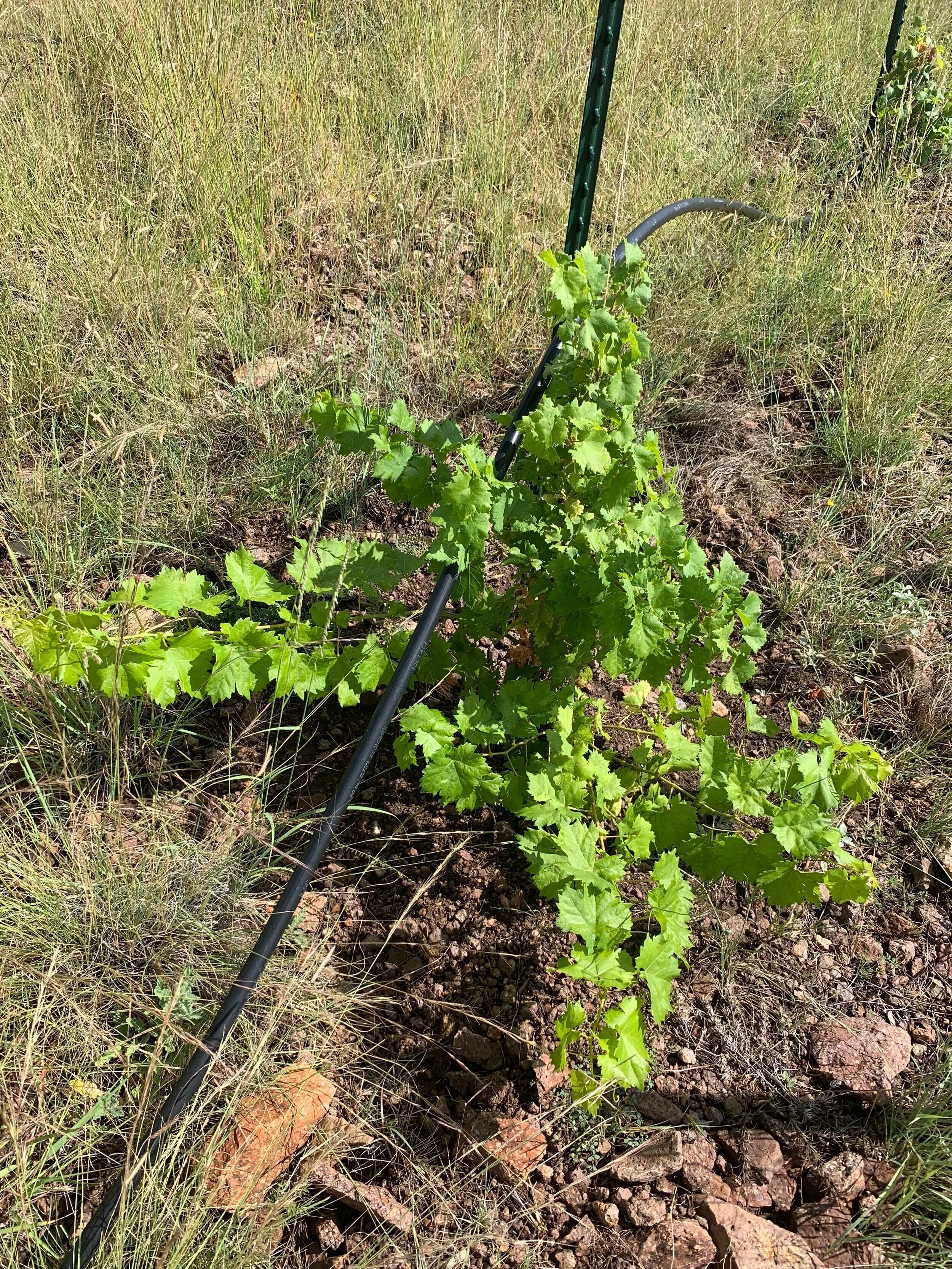 This particular Tinta Francisca vine is particularly vigorous.