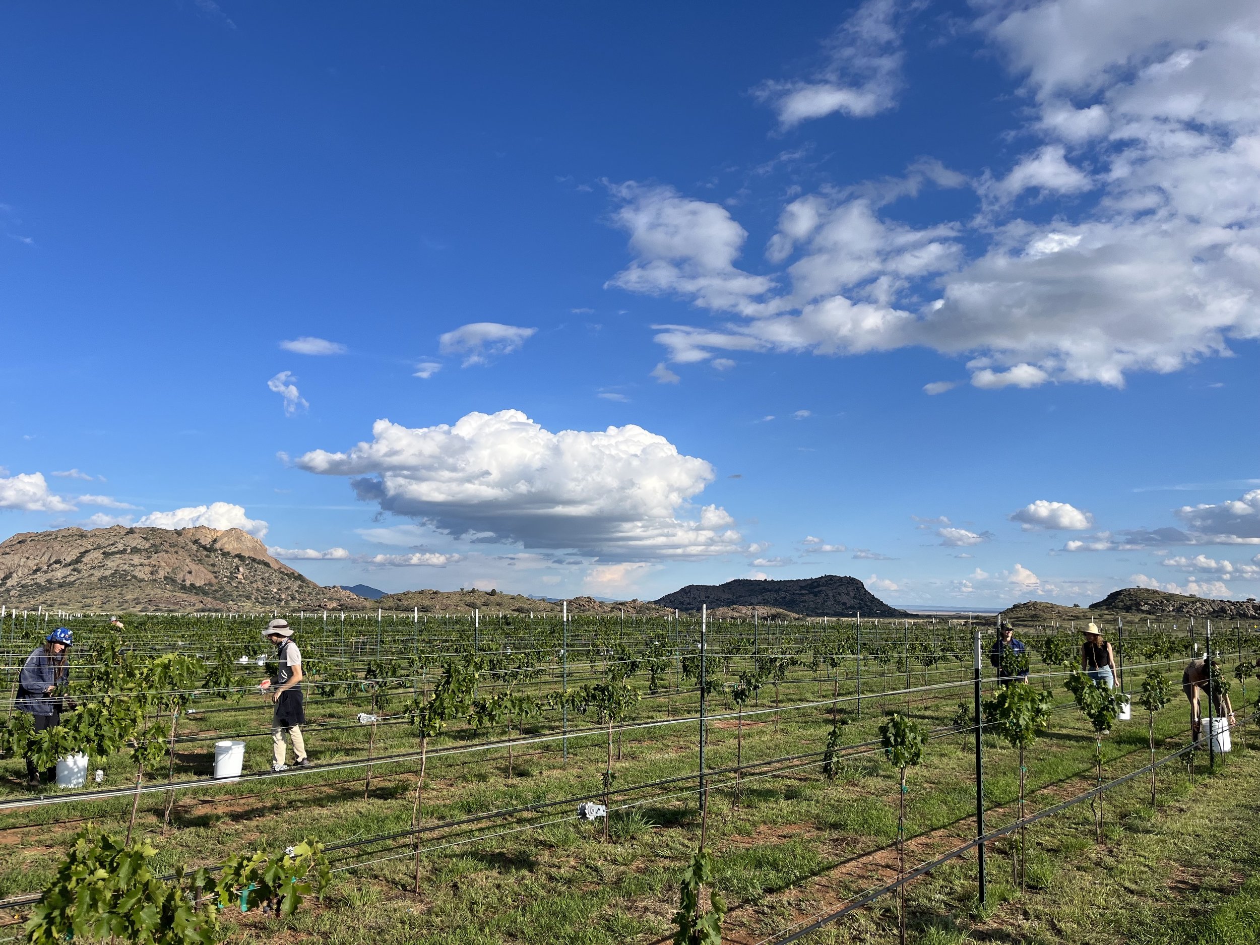 living water vineyard .jpg