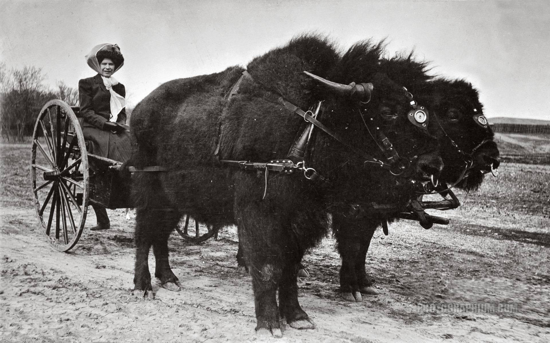 a_daring_act._woman_on_cart_drawn_by_two_bison._1910.jpg