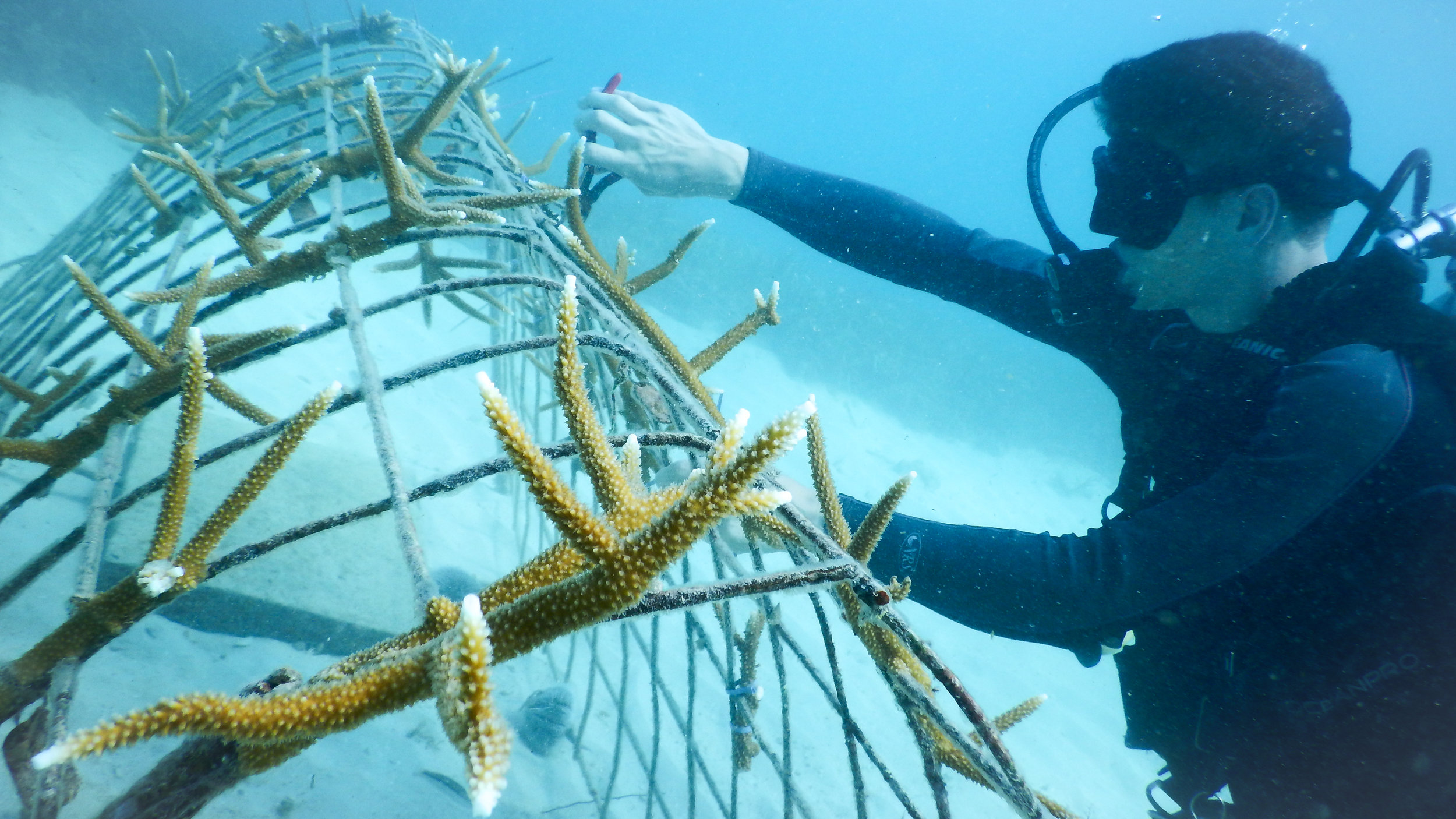  Photo Credit - Amiga Island Ecological Foundation