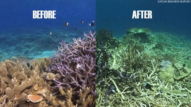  Pollution, temperature changes, increased exposure to sunlight, and changing tides induce stress on corals and upsets their symbiotic relationship with algae. When this happens, algae are expelled in what is known as bleaching. Without their algae, coral cannot perform vital life functions and quickly die off.