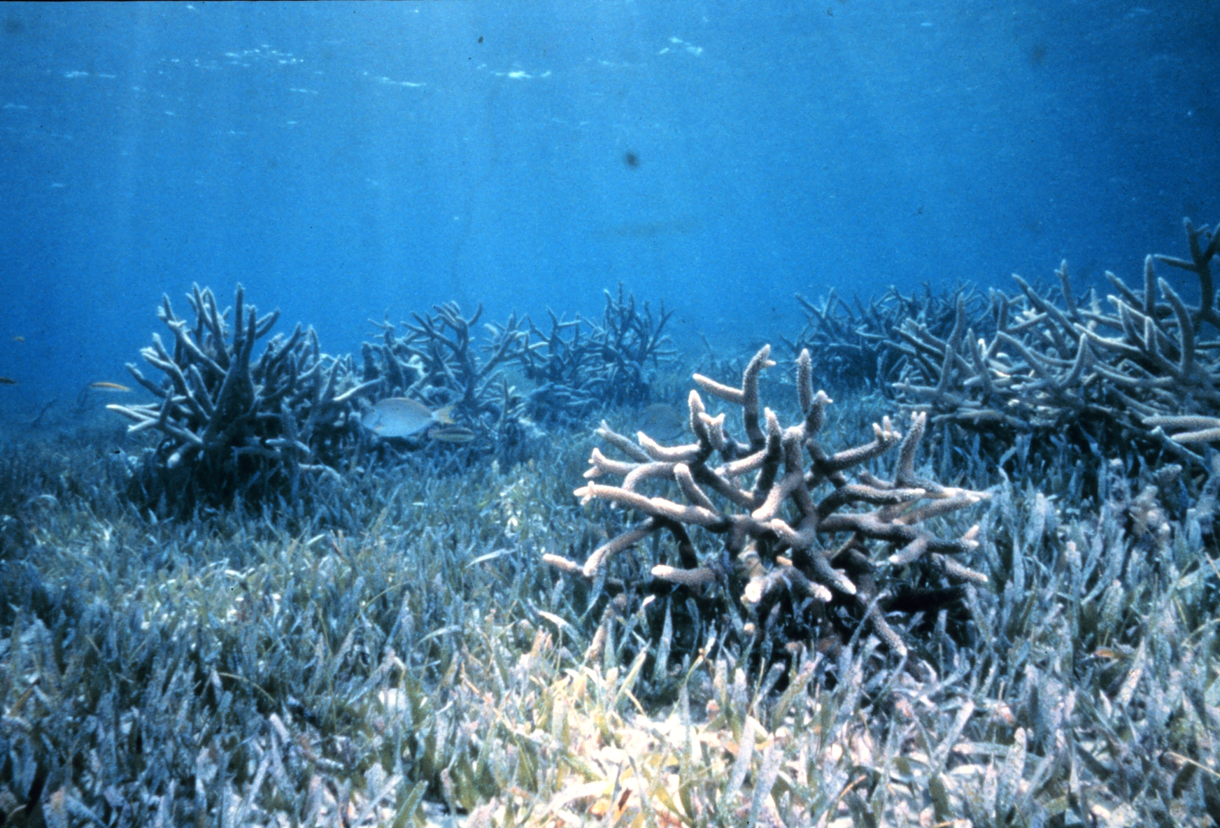 Staghorn_coral_in_seagrass.jpg