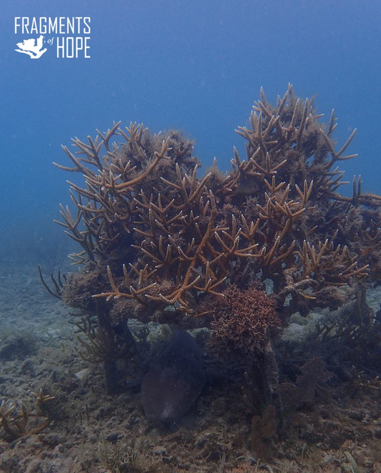 Mature Corals