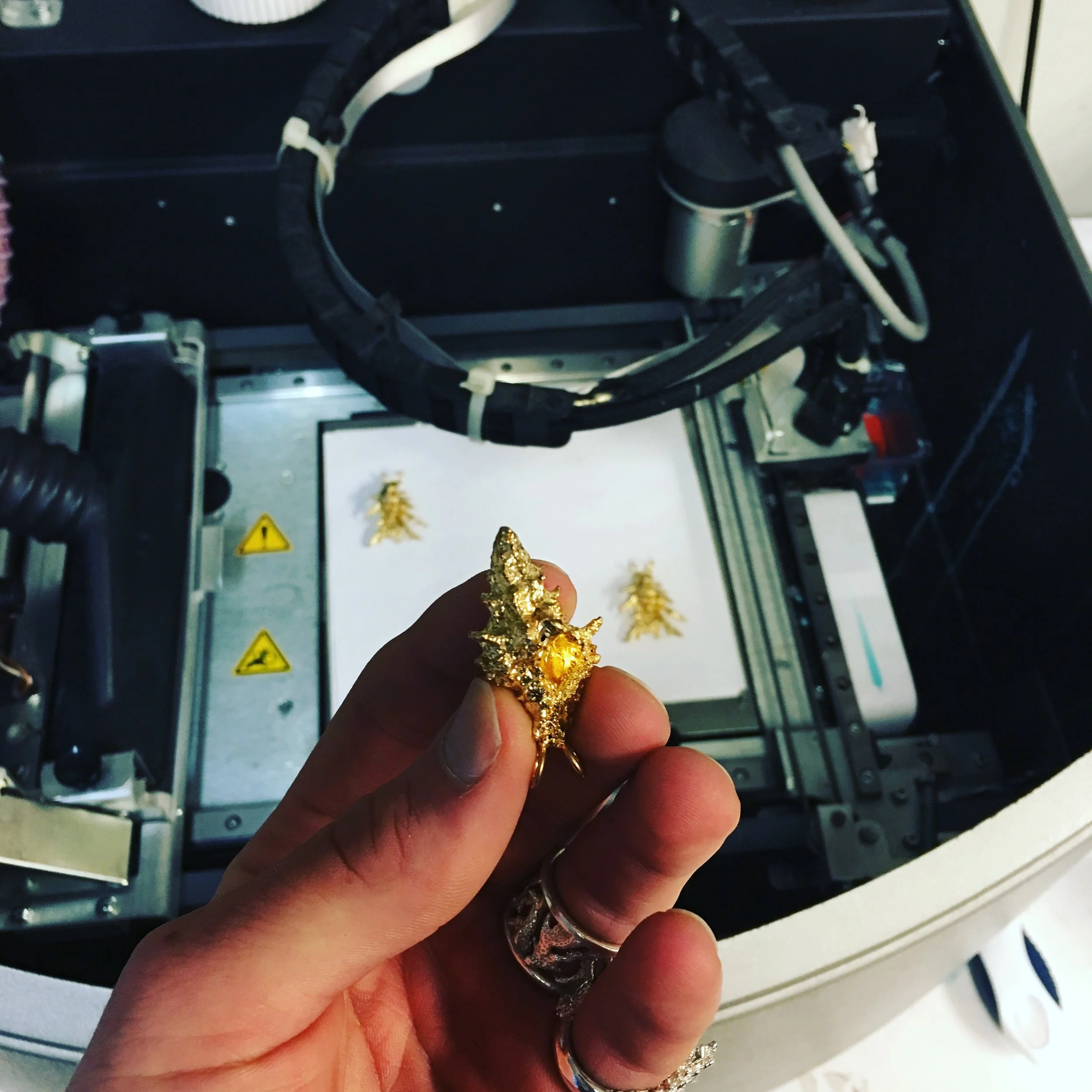 Blue Legged Hermit Crab Shell