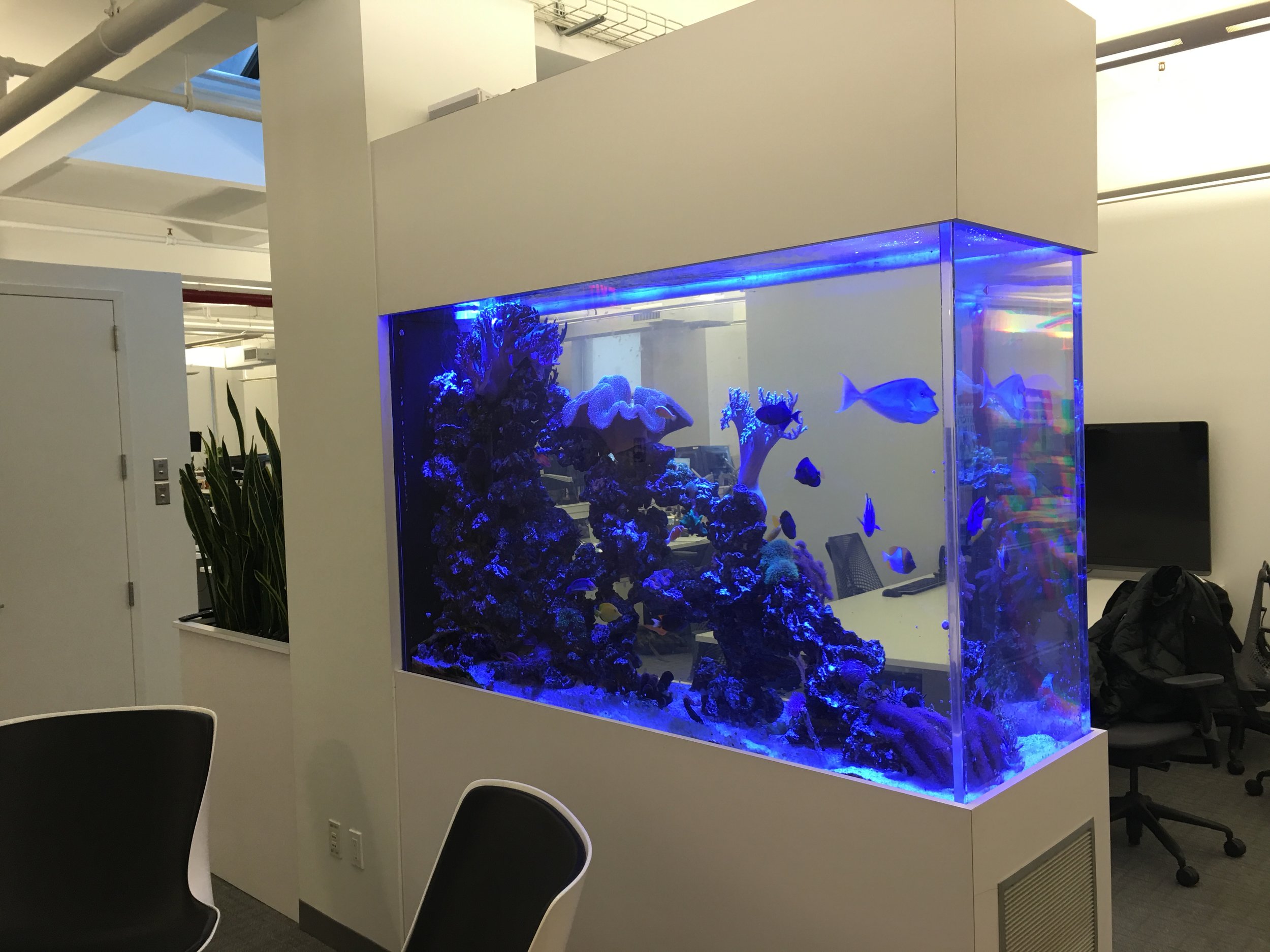 custom aquariums hawaii