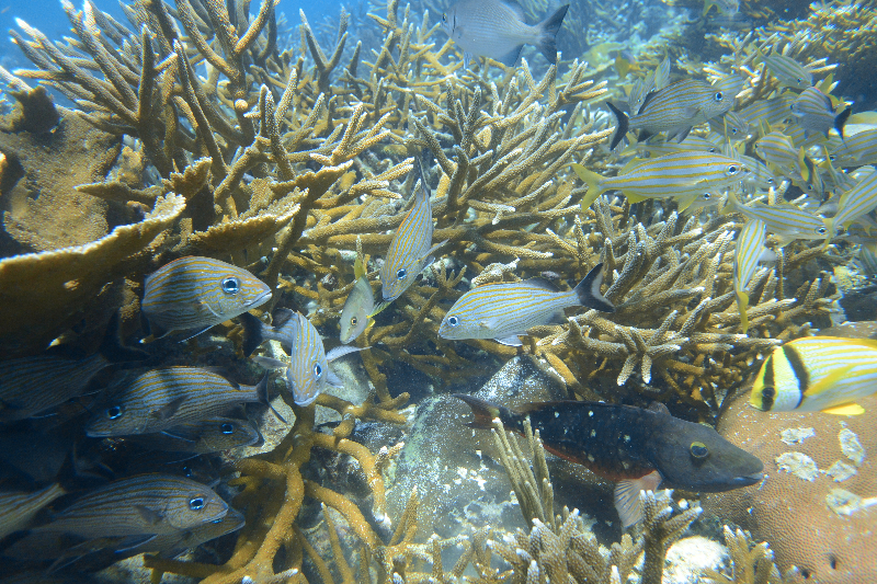 coral3.jpeg