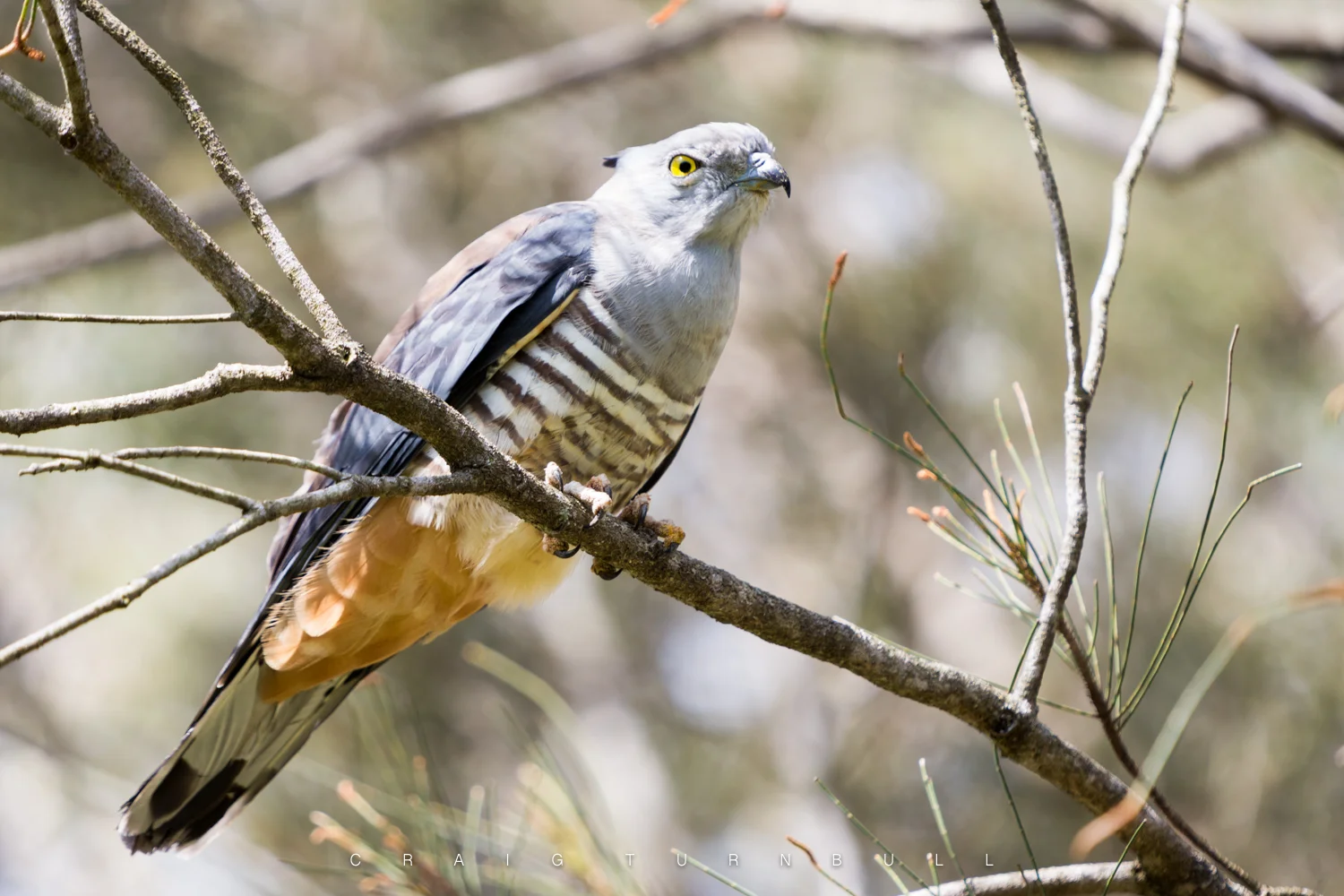 Pacific Baza - (Crested Hawk) Was hiding in a tree and trying to fend off myna birds attacking it.