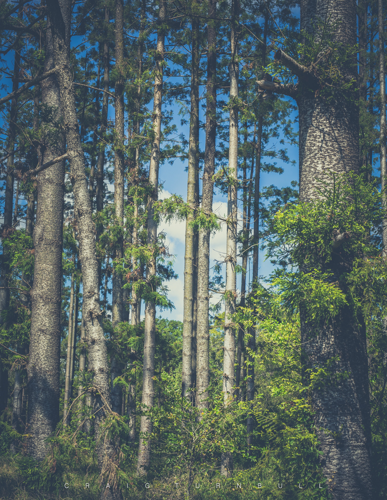 Secret Forest