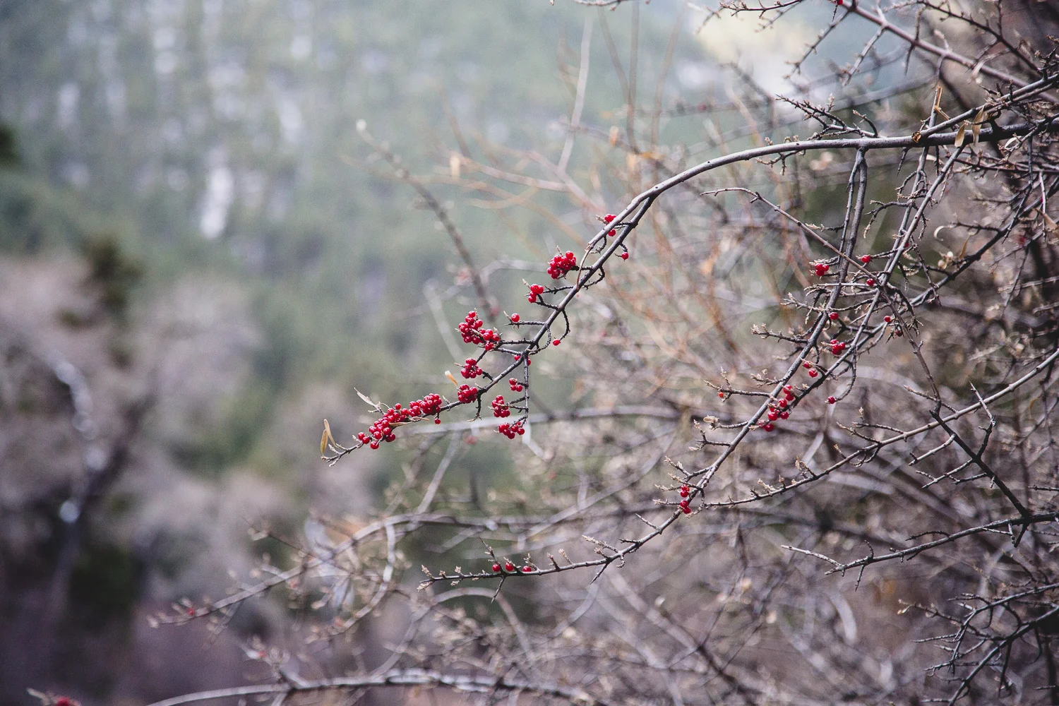 20171110-untitled-201711106147.jpg