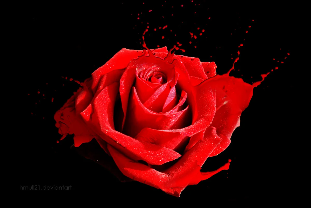 The Rose