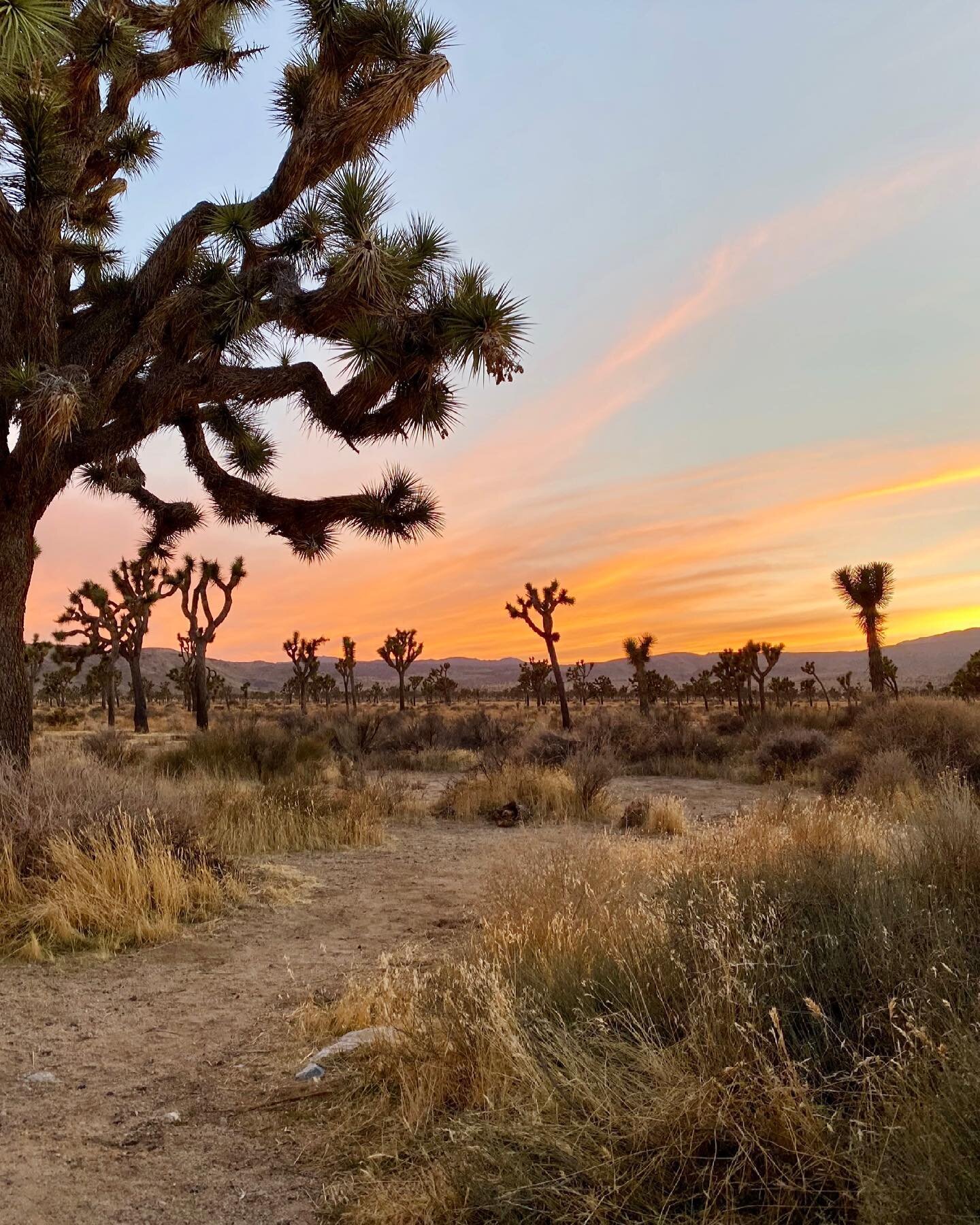 EARTH DAY 🌎🌕☀️

Gorgeous sunset in Joshua Tree last month w/ @yahia_rayan. One of my favorite spots in the world to soak in the good energy with my friends. 😌

Also, now more than ever, we need to all do our part to help preserve this beautiful wo