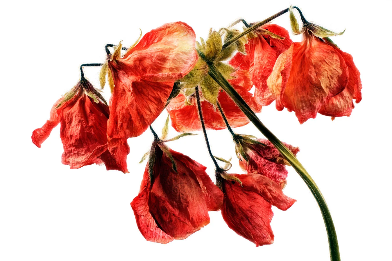 BEGONIA nr141-229. Bildmått 29x39cm monterad i vit passepartout 40x50cm. 1875,-kr