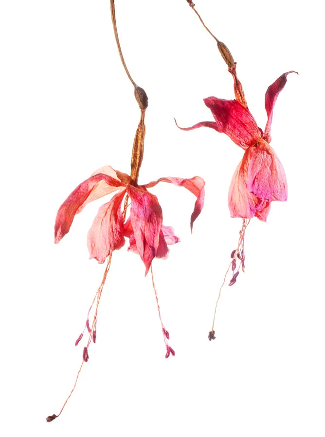 FUCHSIOR nr091-127. Bildmått 29x39cm monterad i vit passepartout 40x50cm. 1875,-kr