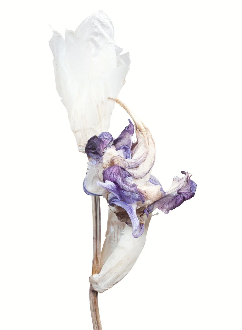 IRIS 111-103. Bildmått 29x39cm monterad i vit passepartout 40x50cm. 1875,-kr