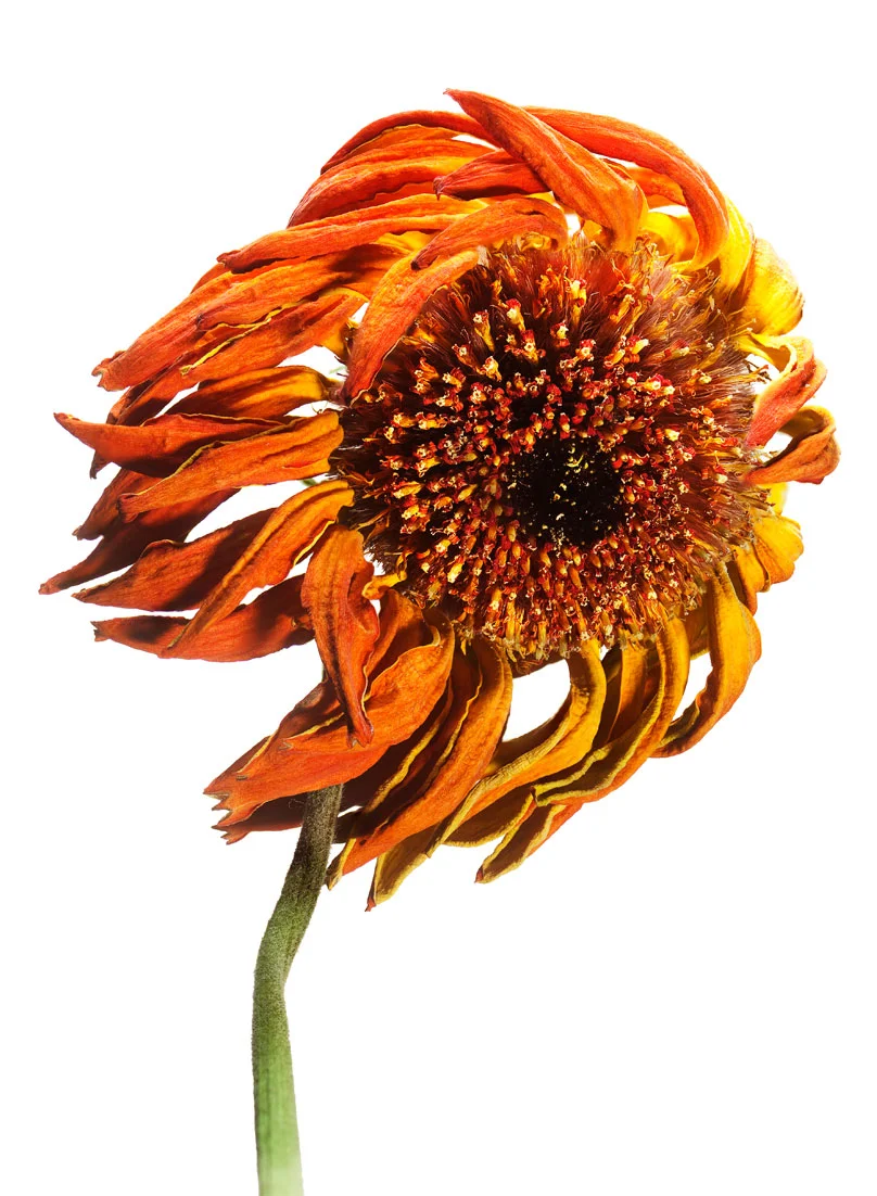 GERBERA 110-512. Bildmått 29x39cm monterad i vit passepartout 40x50cm. 1875,-kr