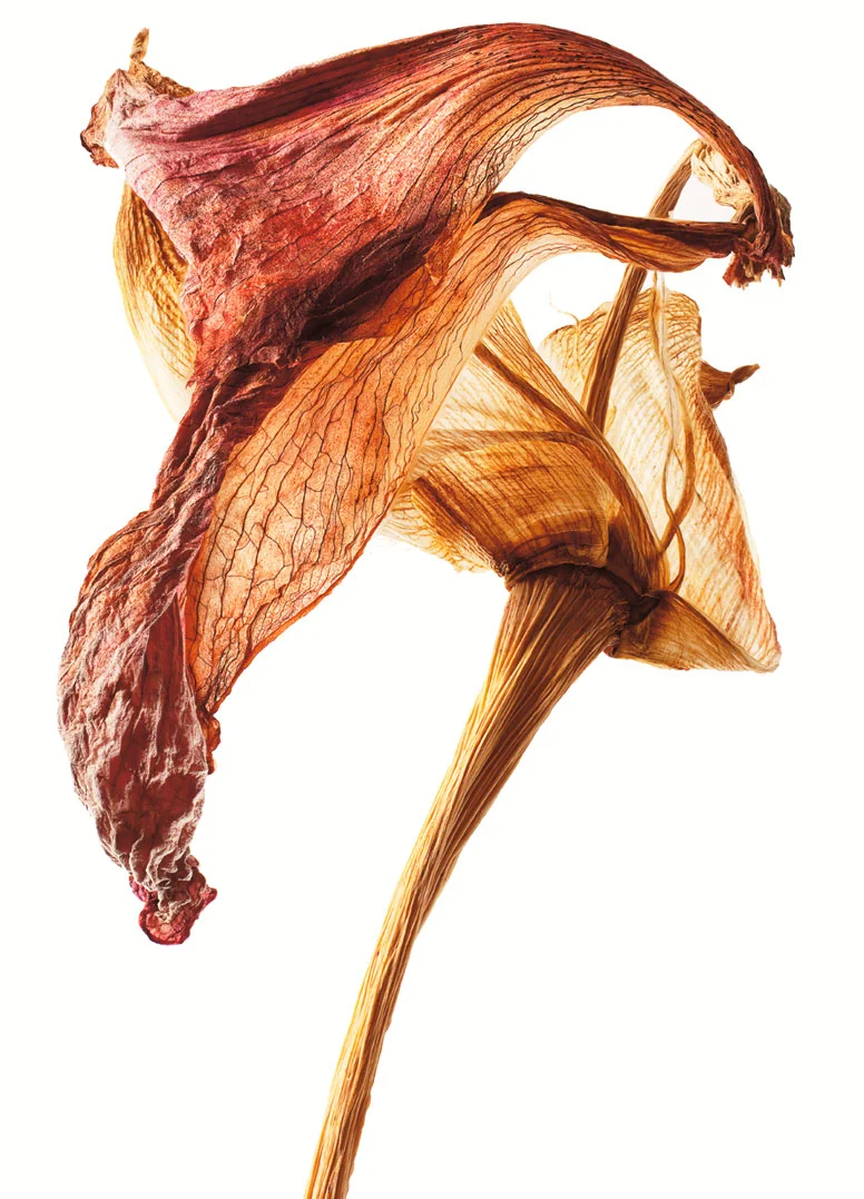 AMARYLLIS 130-205. Bildmått 29x39cm monterad i vit passepartout 40x50cm. 1875,-kr
