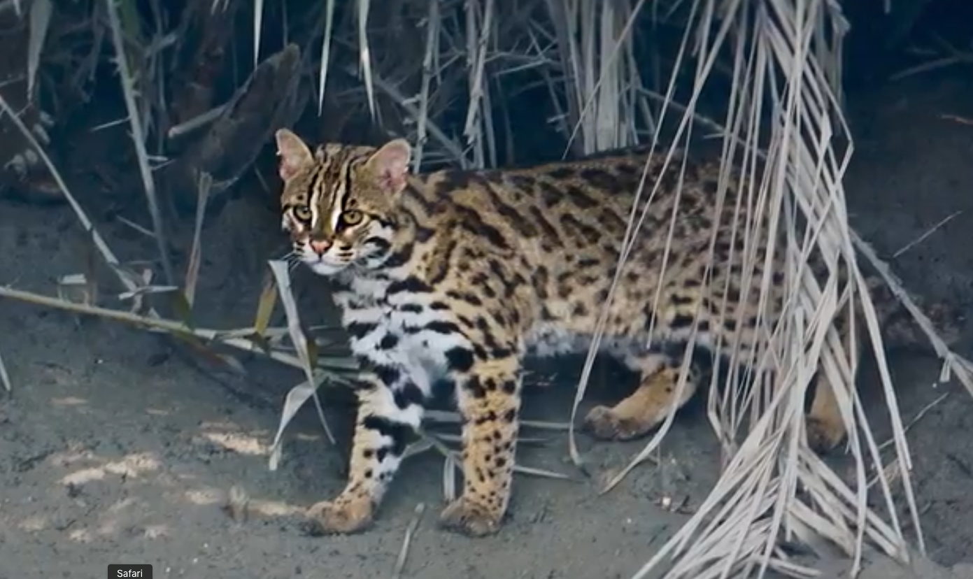 Roadkill: Through the Eyes of the Leopard Cat — Voices of Future Generations