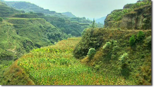 Loss Plateau in September 2009