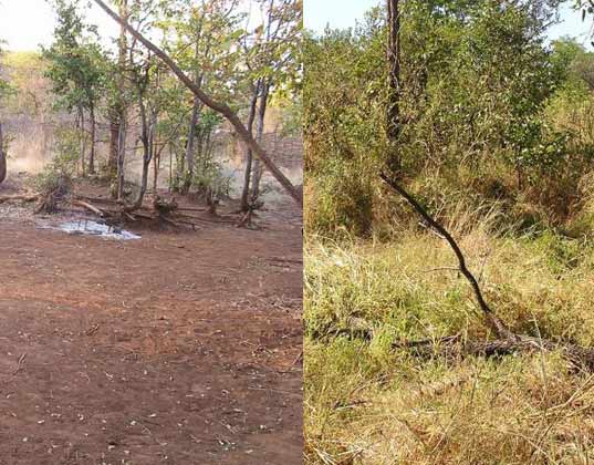 Before and after using Holistic animal Management
