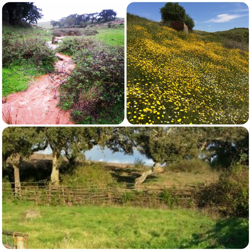 Reading the land; how and where the rainwater flows, and different kinds of plants and growth