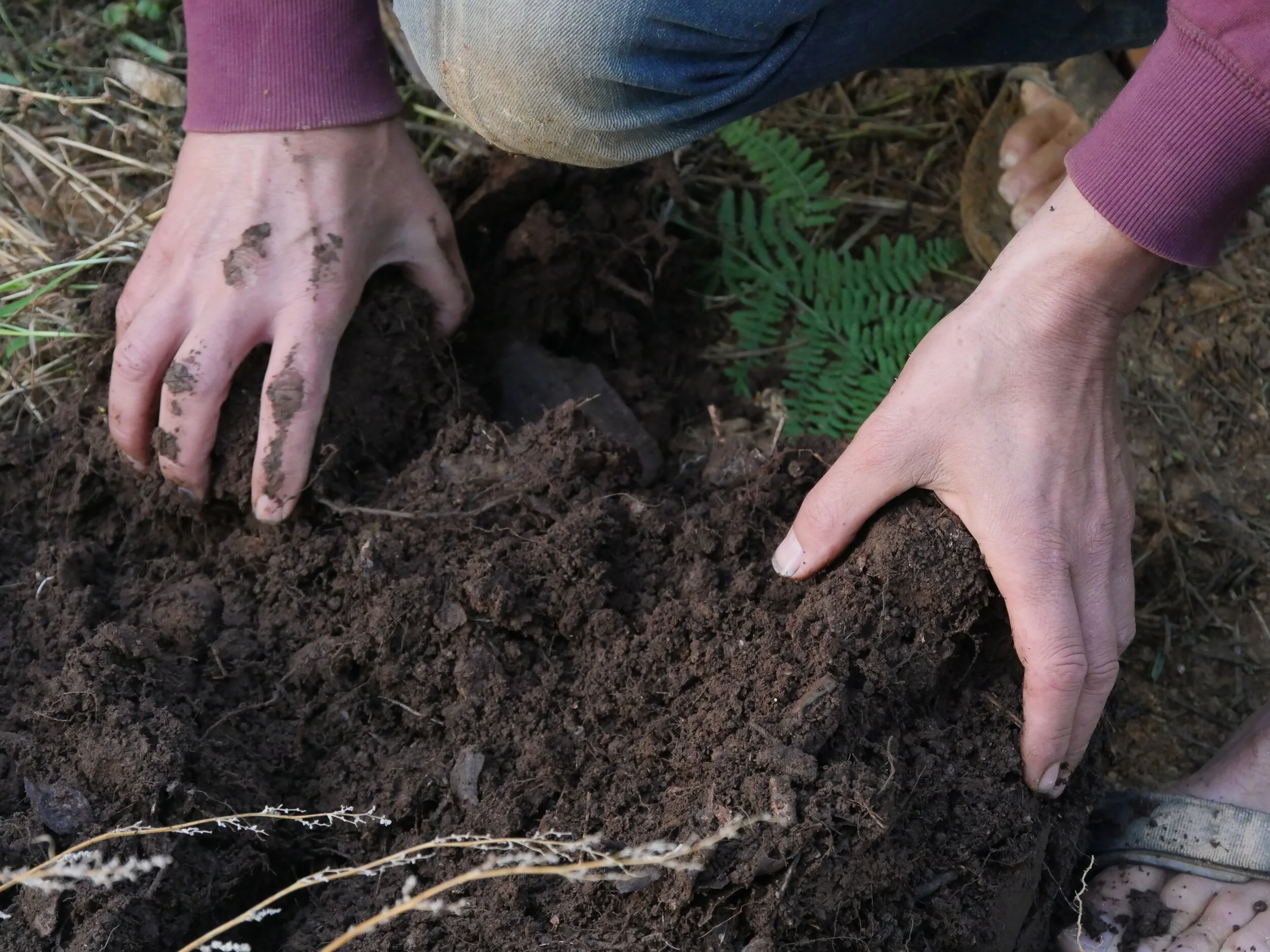 hands in the healthy soil of alentejo