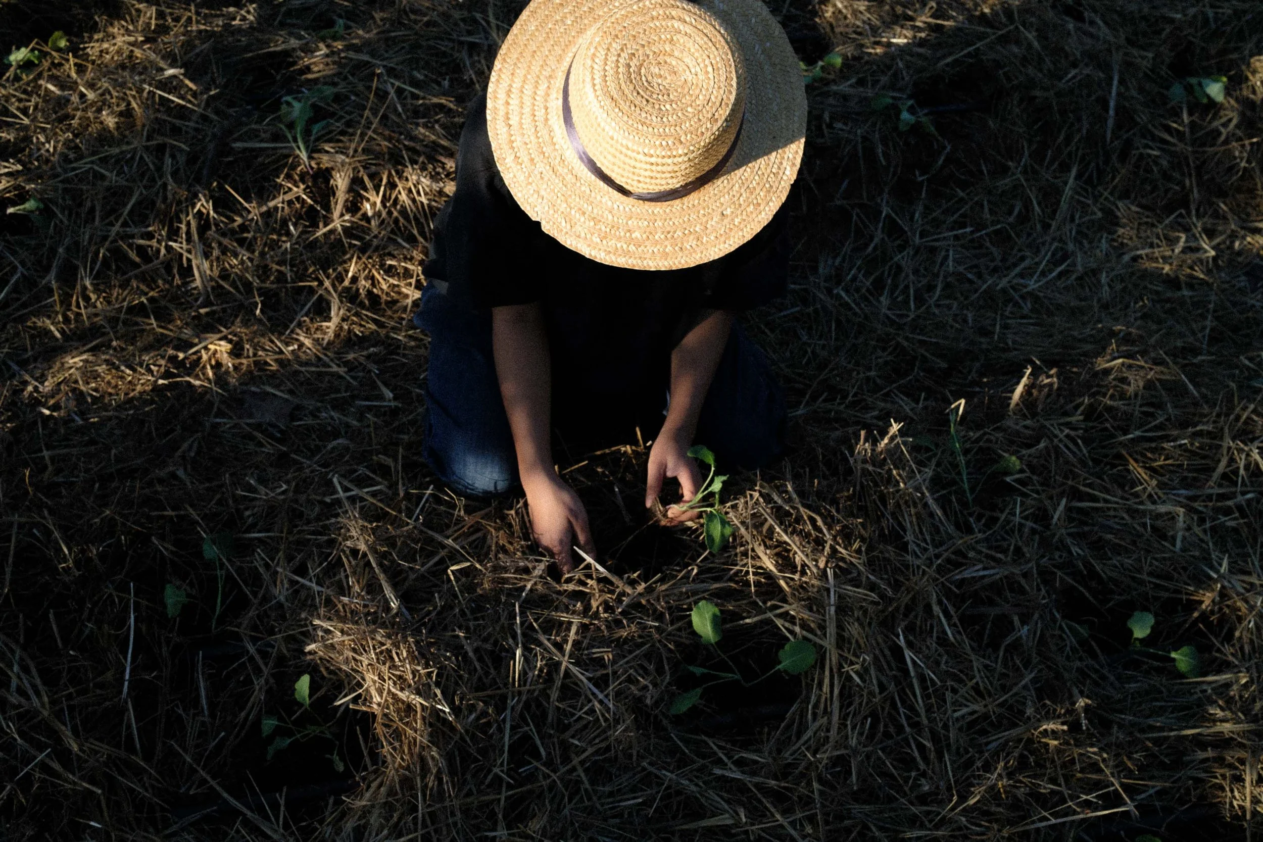 A person bending over a garden bed, carefully transplanting a small green plant into dark, moist, fertile soil.