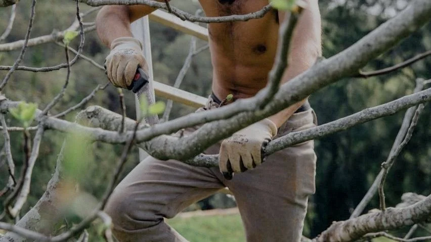 student on a quinta permaculture in practice course pruning tree brunch with a saw