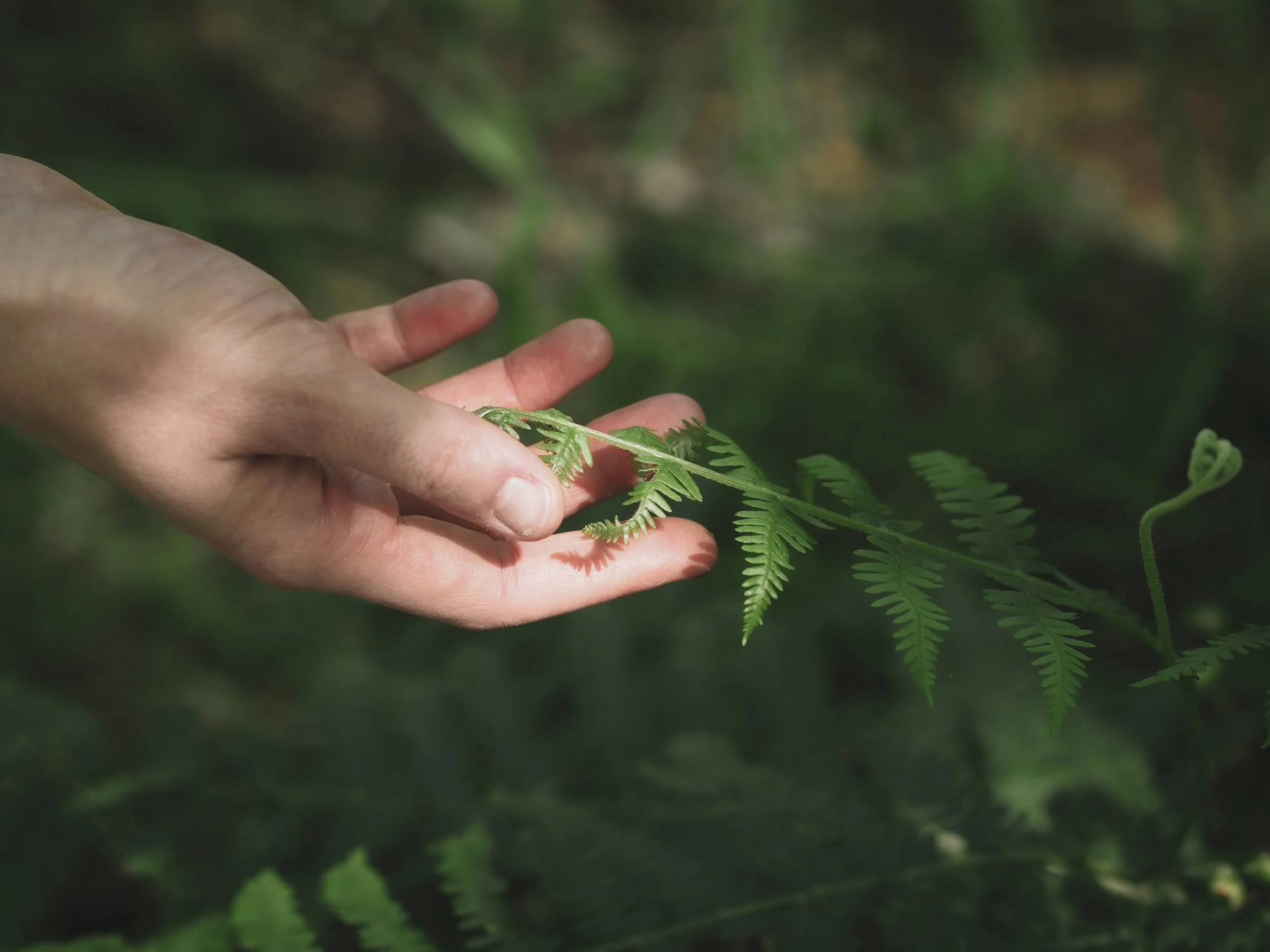 A hand gently holding a lush, green wild plant during the spring growing season in Portugal.
