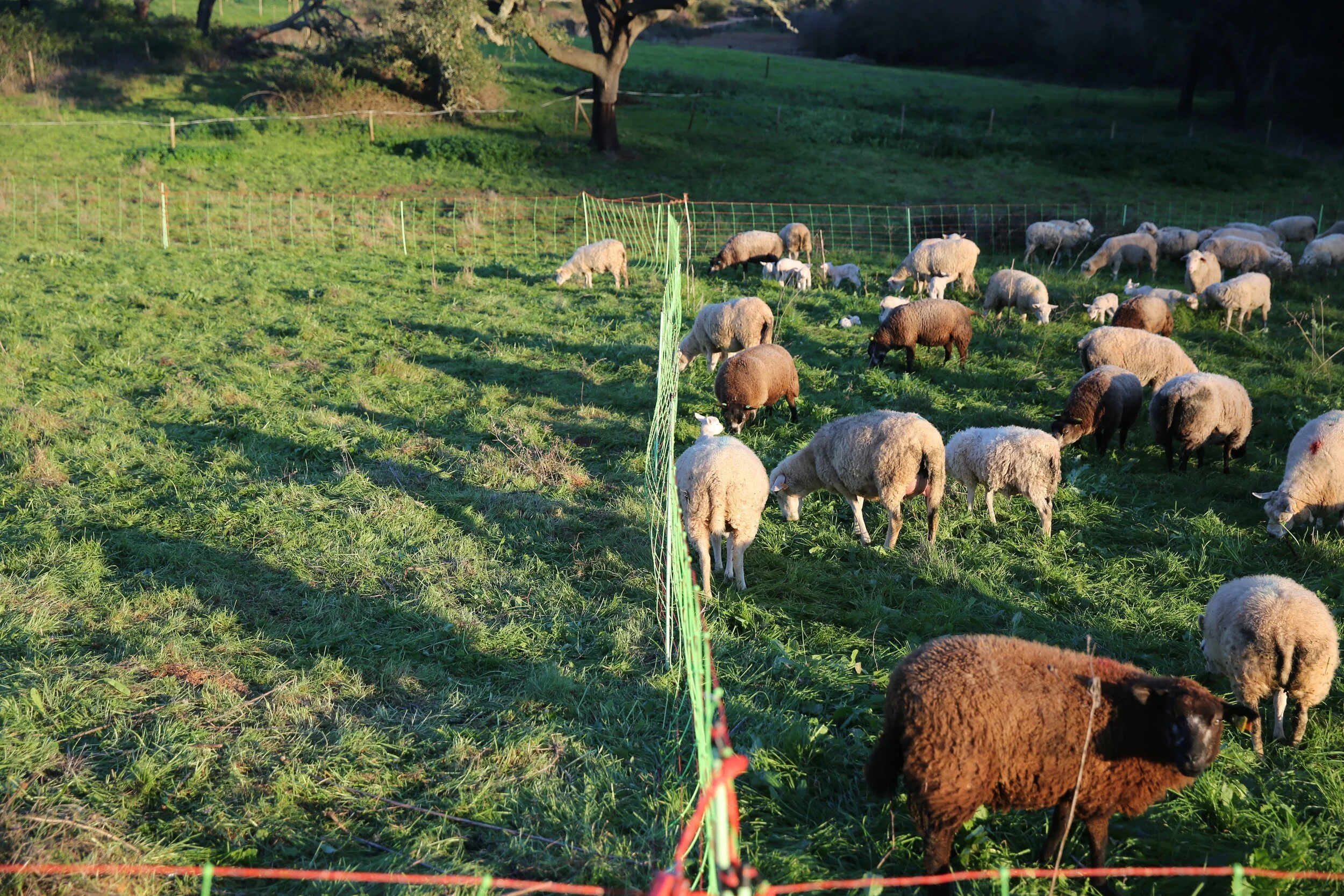sheep grazing on the field at a quinta da lage