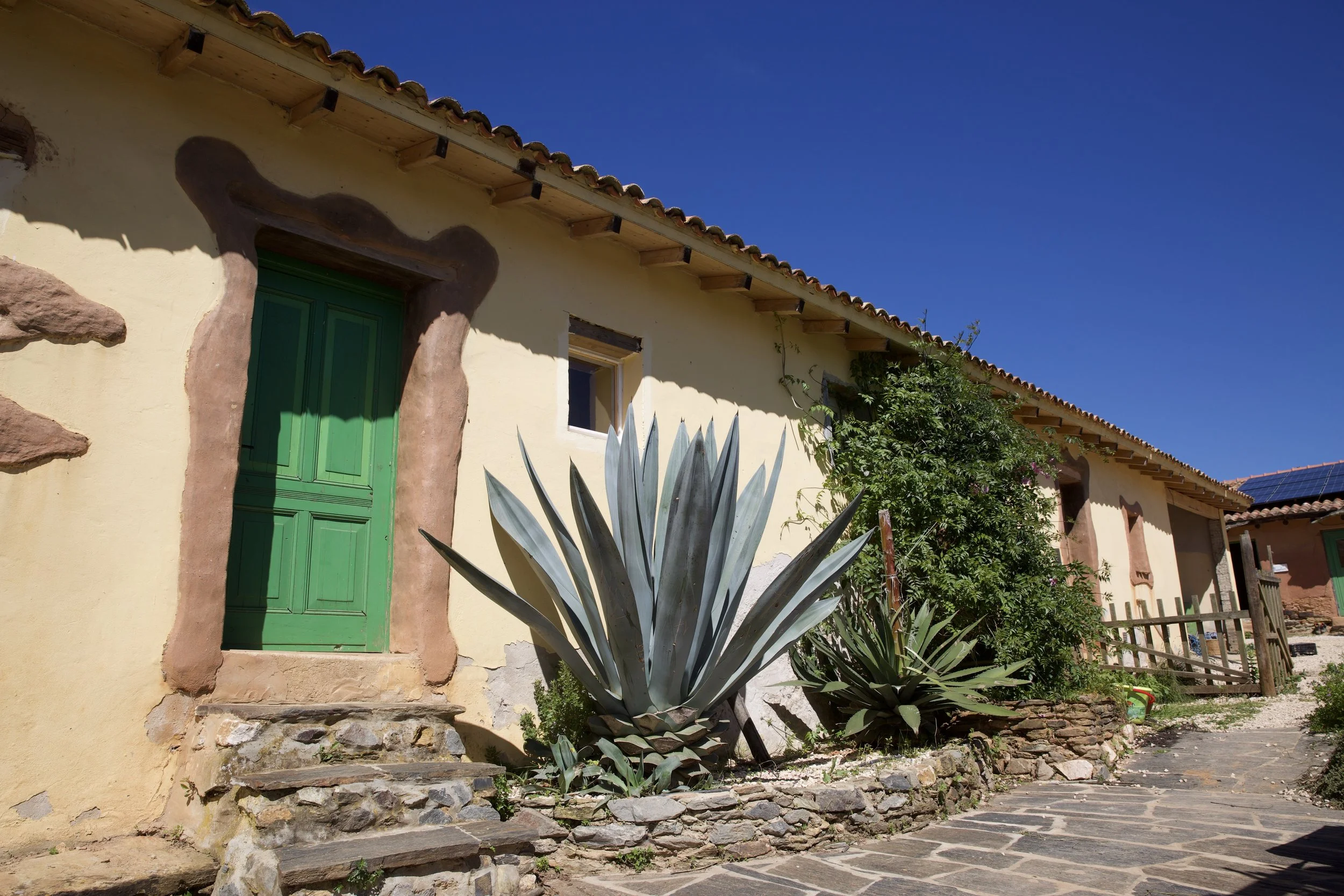 beautifully painted house with a big agave outside and cozy shared rooms inside