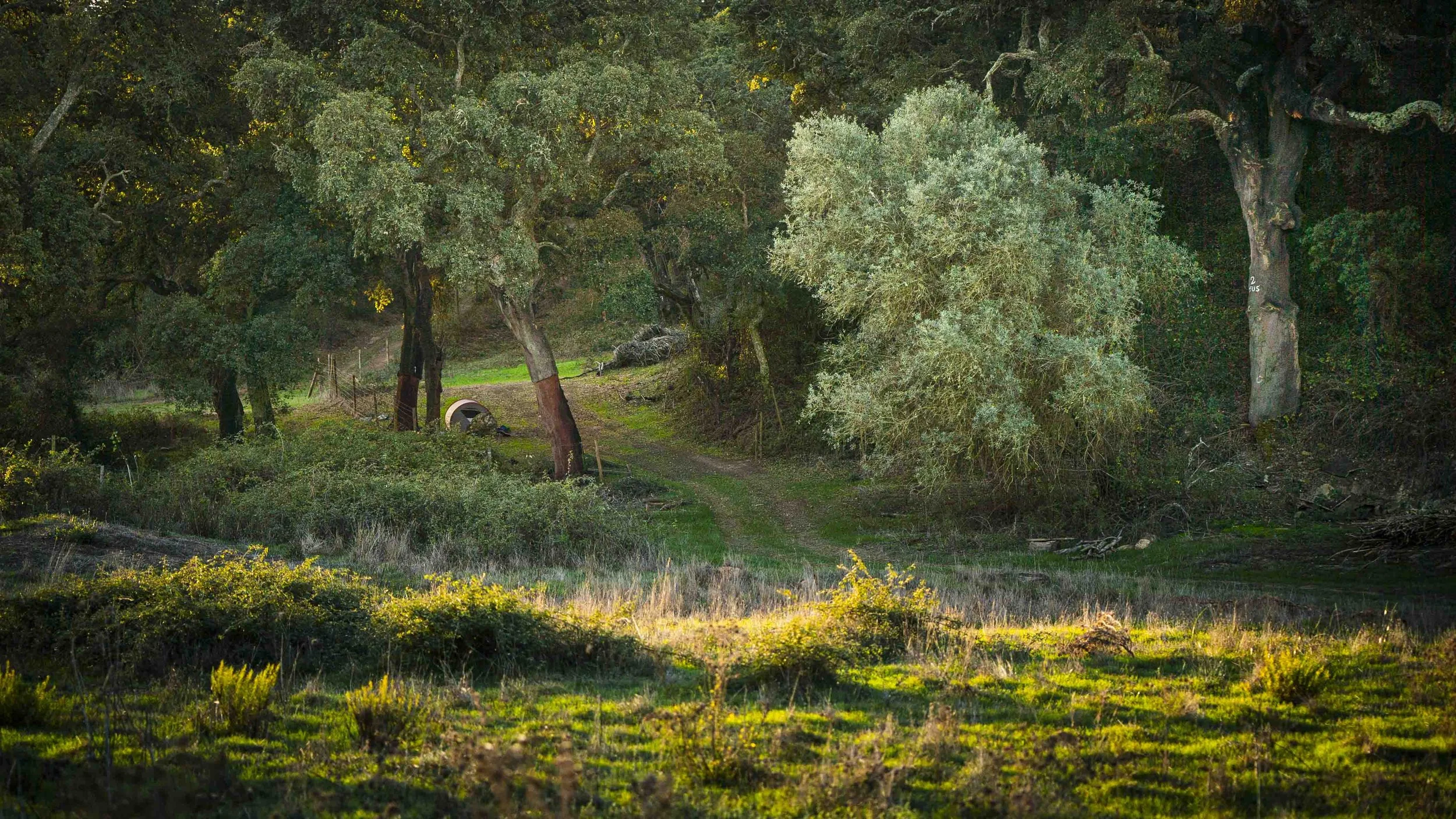 Permaculture in Practice: Agroforestry with Kyle Smith, 2 - 6 February 2027
