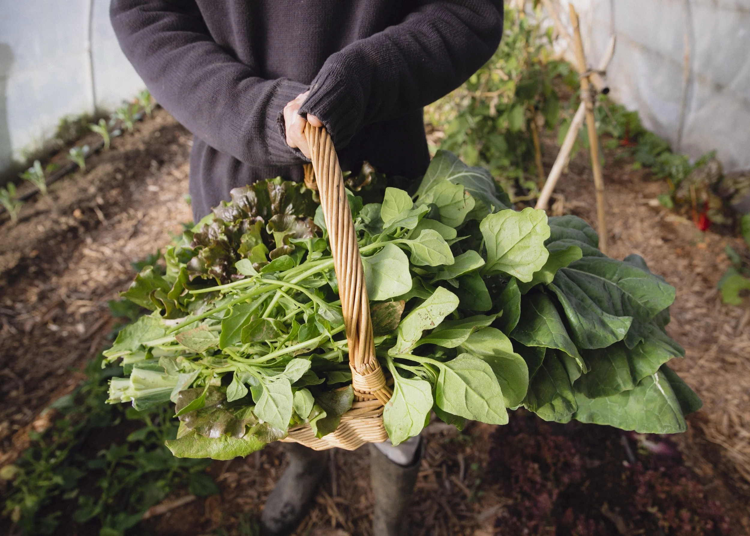 person standing in A Quinta garden with a basket of freshly picked greens