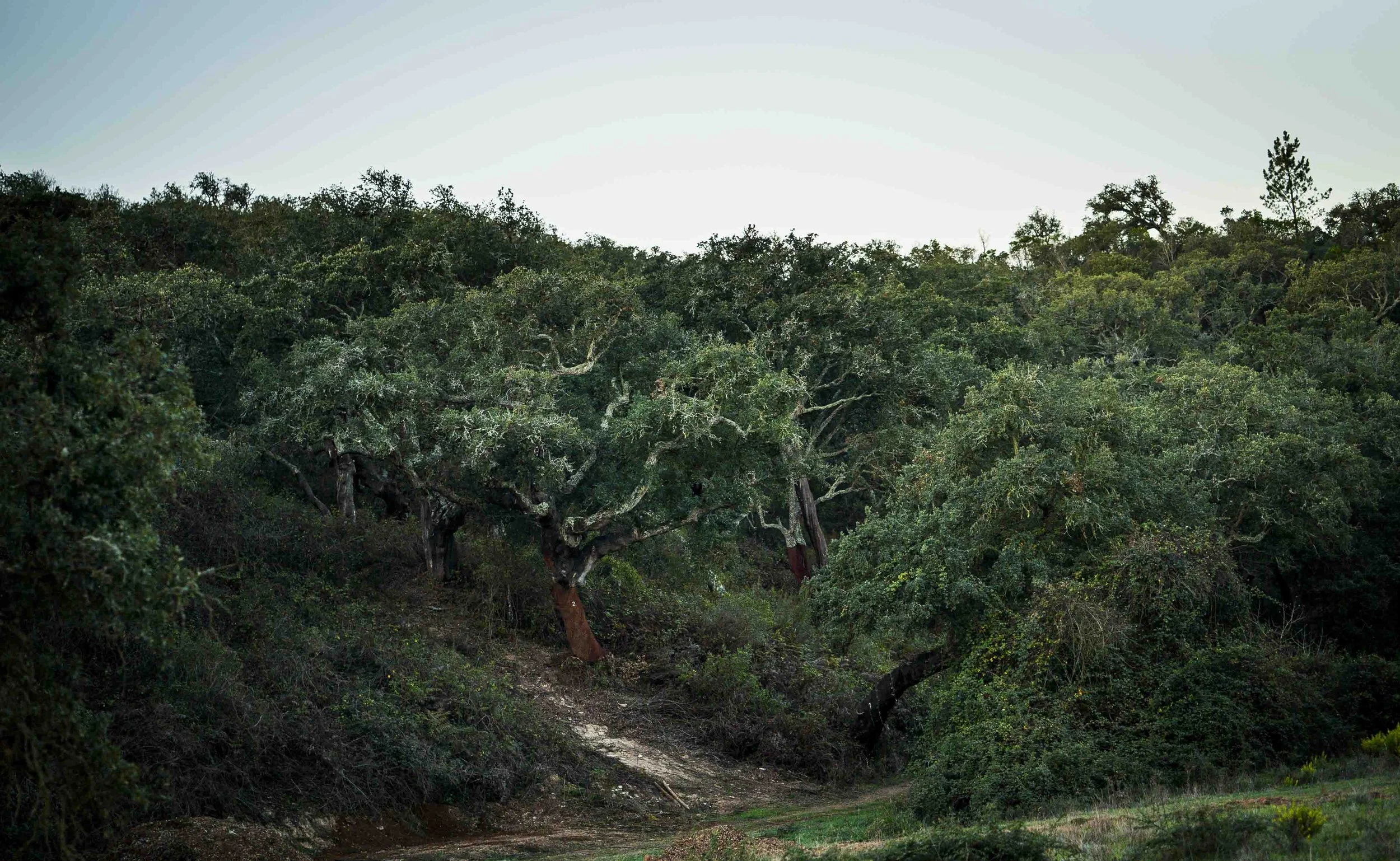 A sunlit path winding through a lush green cork oak forest at A Quinta, Portugal