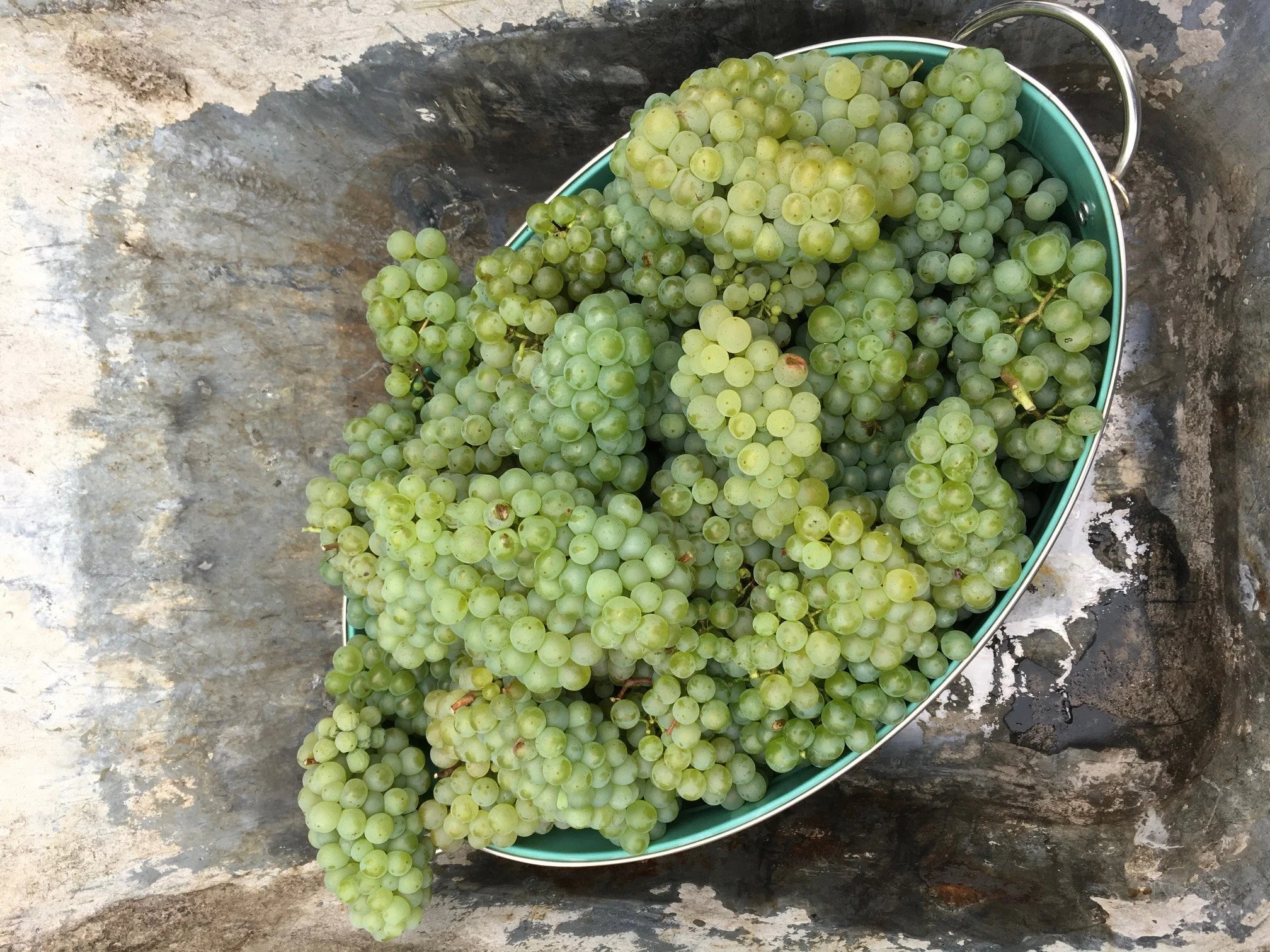 Frisch geerntete grüne Weintrauben bei der Weinlese im Herbst