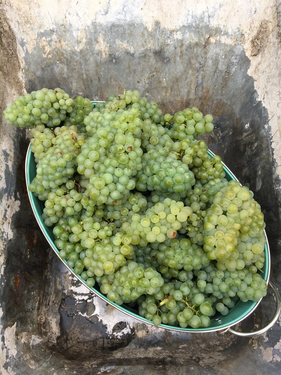 Die Rebsorten der Champagne