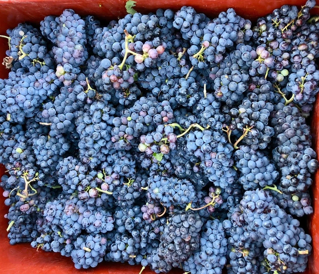 Blanc de Blancs und Blanc de Noirs 