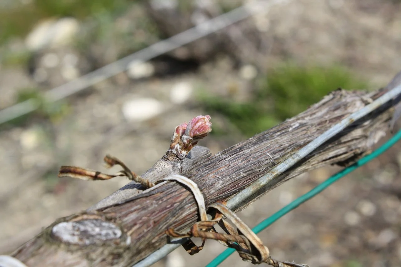 Die Champagne im Wandel des Klimas