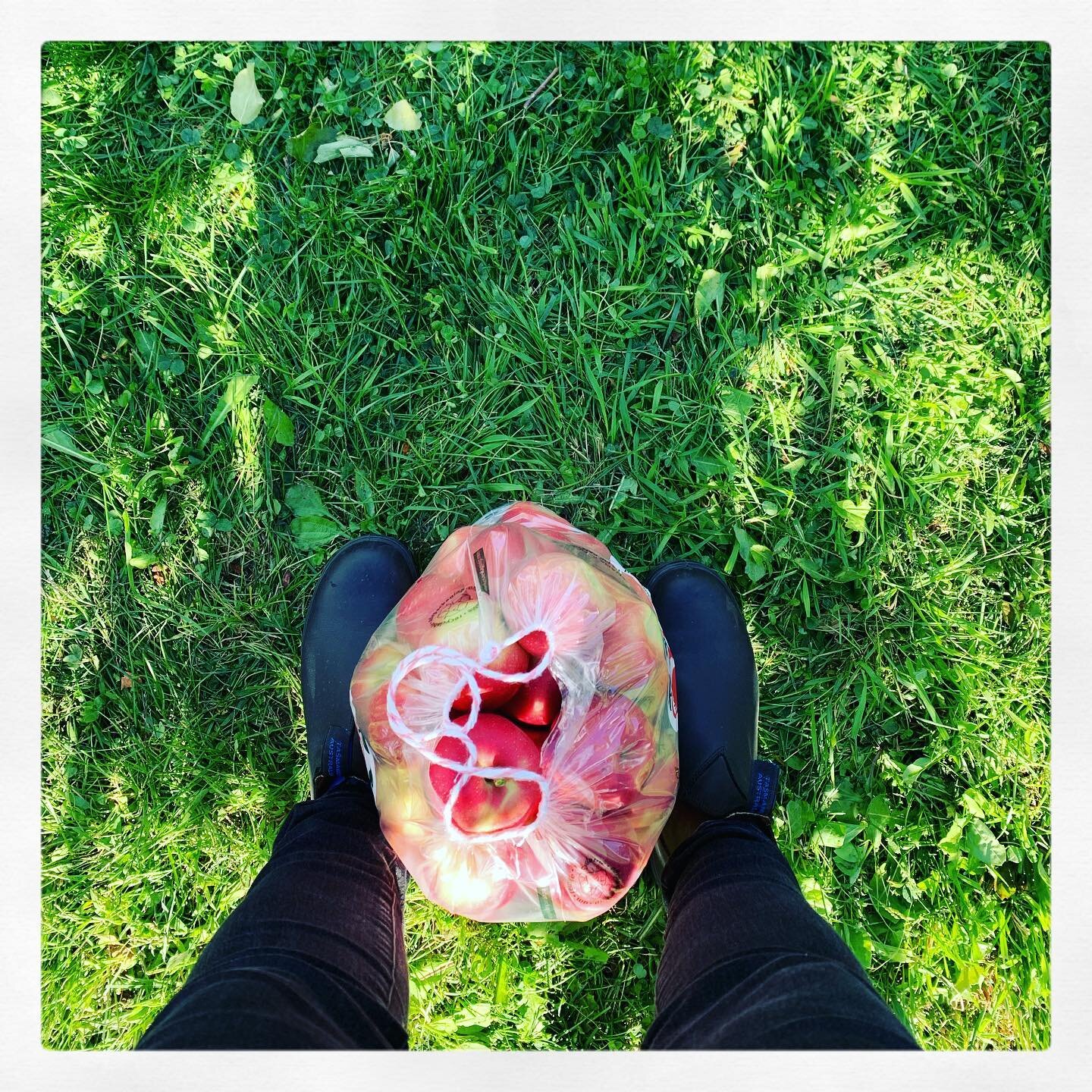 Went and robbed an apple orchard with the family this weekend 🍎😷🤣 @albion_orchards #covid_19 #applepickingseason 
.
.
.
#apples #applepicking #albionorchards #thisisthenewnormal #life