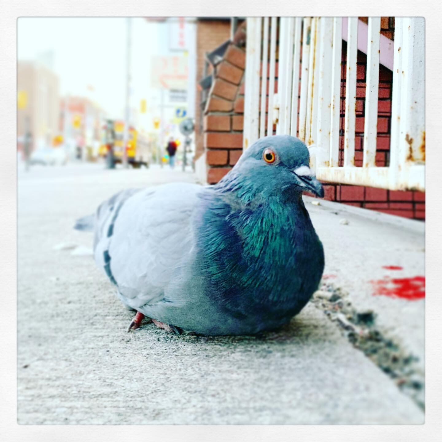 So, found this pigeon 🐦 same thing sleeping on the side walk. Is this a thing? Are birds sleeping on the ground now 🤔 what is happening any bird experts out there? I need answers 😬 this calls for #DavidSuzuki @davidsuzukifdn 
.
If you are wonderin