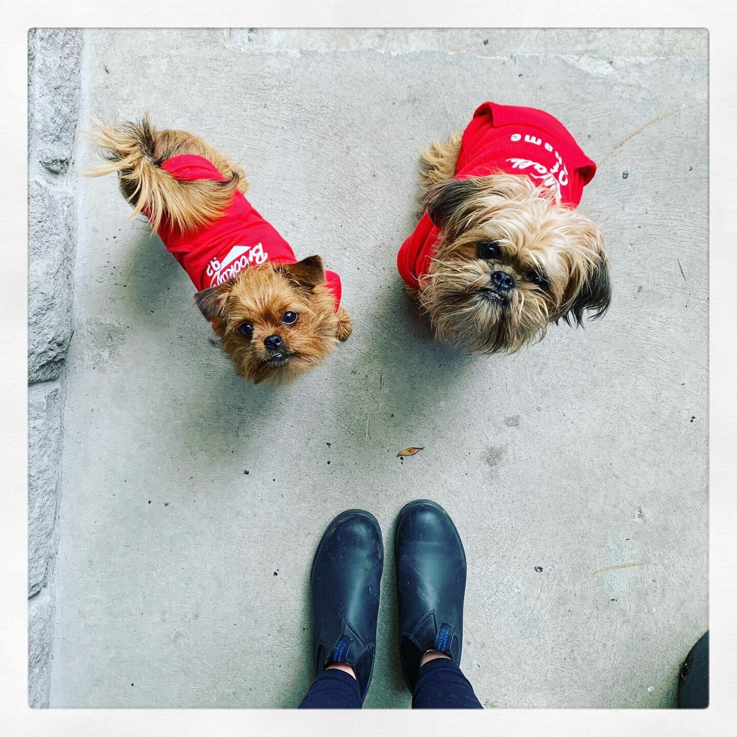 My #bestfriends 🐕🐕 @rocket_the_griffon &hearts;️ keeping me sane during this pandemic! 
.
.
.
#love #dogsofinstagram #mansbestfriend #dog #doglovers