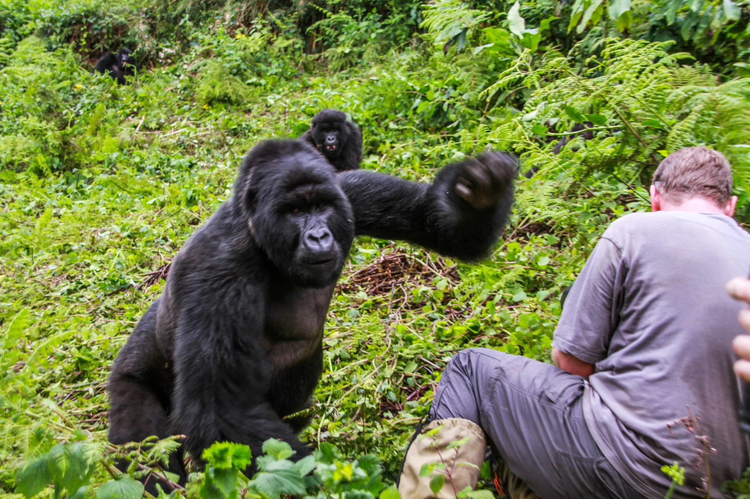 Henrik Egede-Lassen - gorilla.jpeg