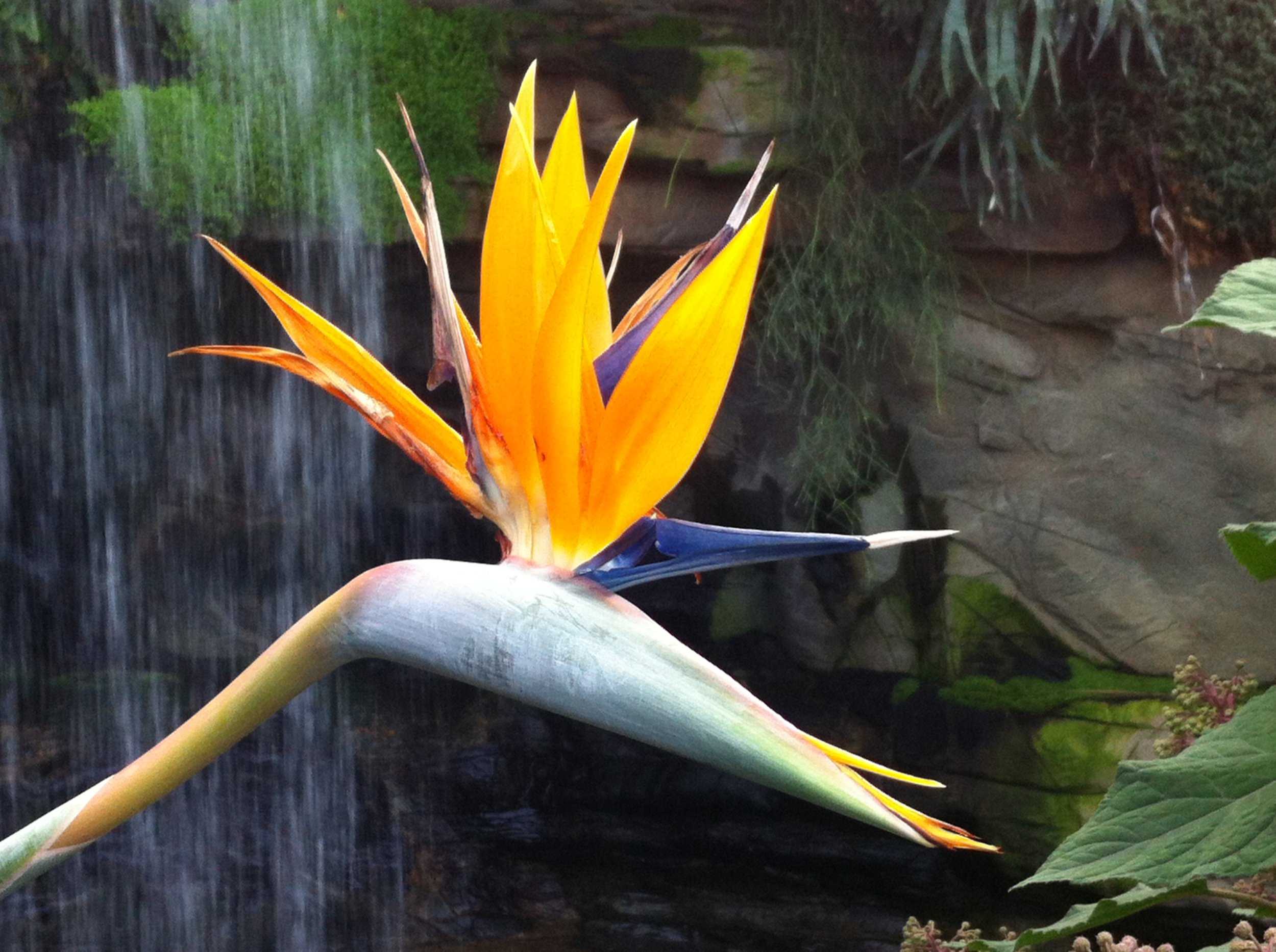 bird of paradise.JPG