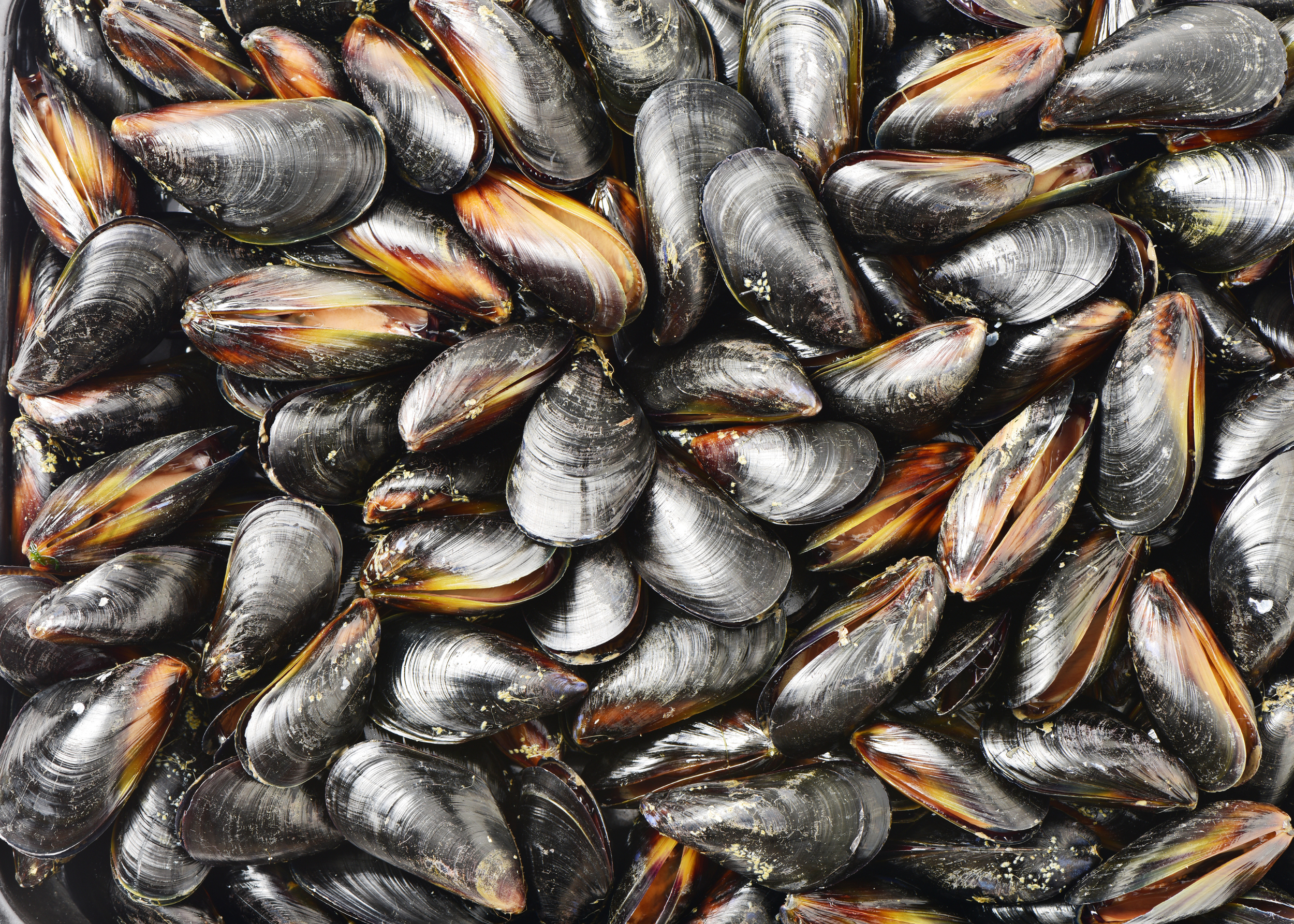 Canva-Mussel-Concept.png
