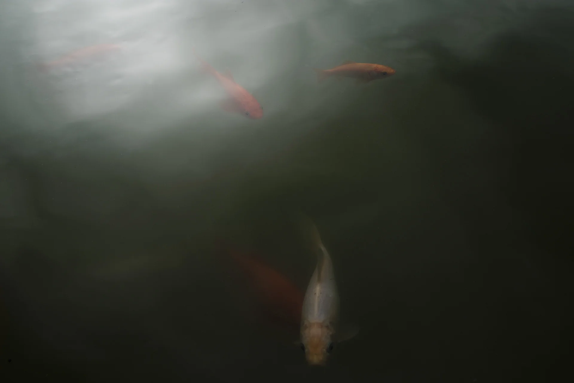 DSCF9250_small.jpg