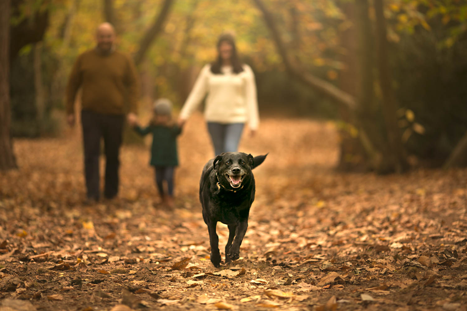  Dog running towards the camera with family blurred in background on Autumn family shoot at Ampthill Park in Bedford. 