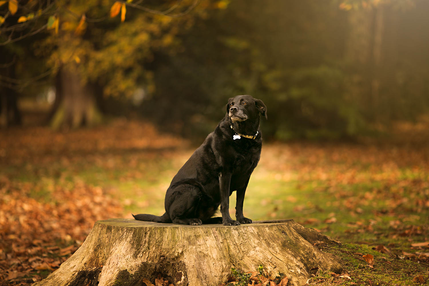  Black Labrador dog pet portrait taken during Autumn family photoshoot in Ampthill Park, Bedford. 