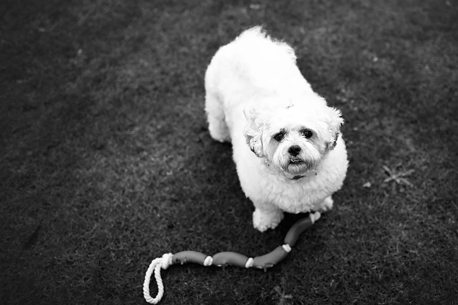 Lulu's Family Photos - Family Photographer Bedford_0033.jpg