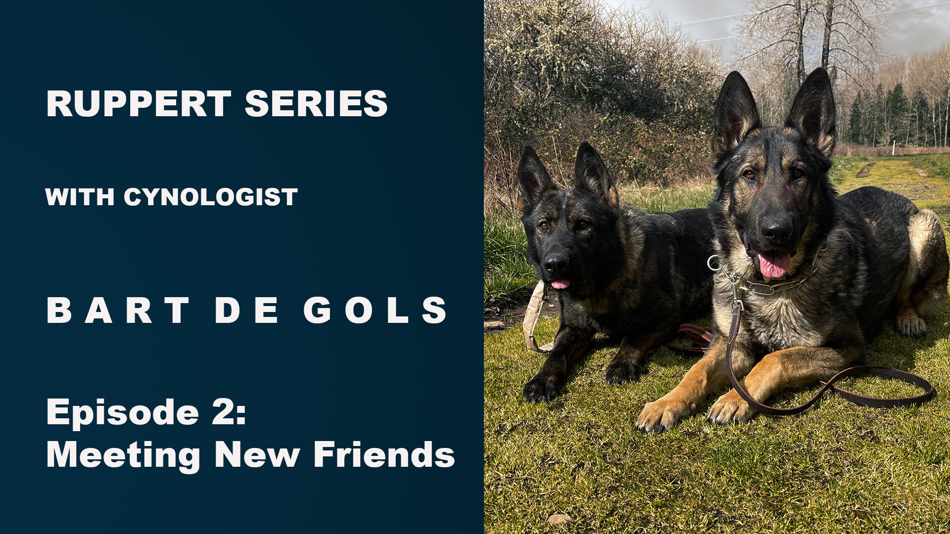 Ruppert Series - Building a Protection Dog - Episode 2: Meeting new Friends