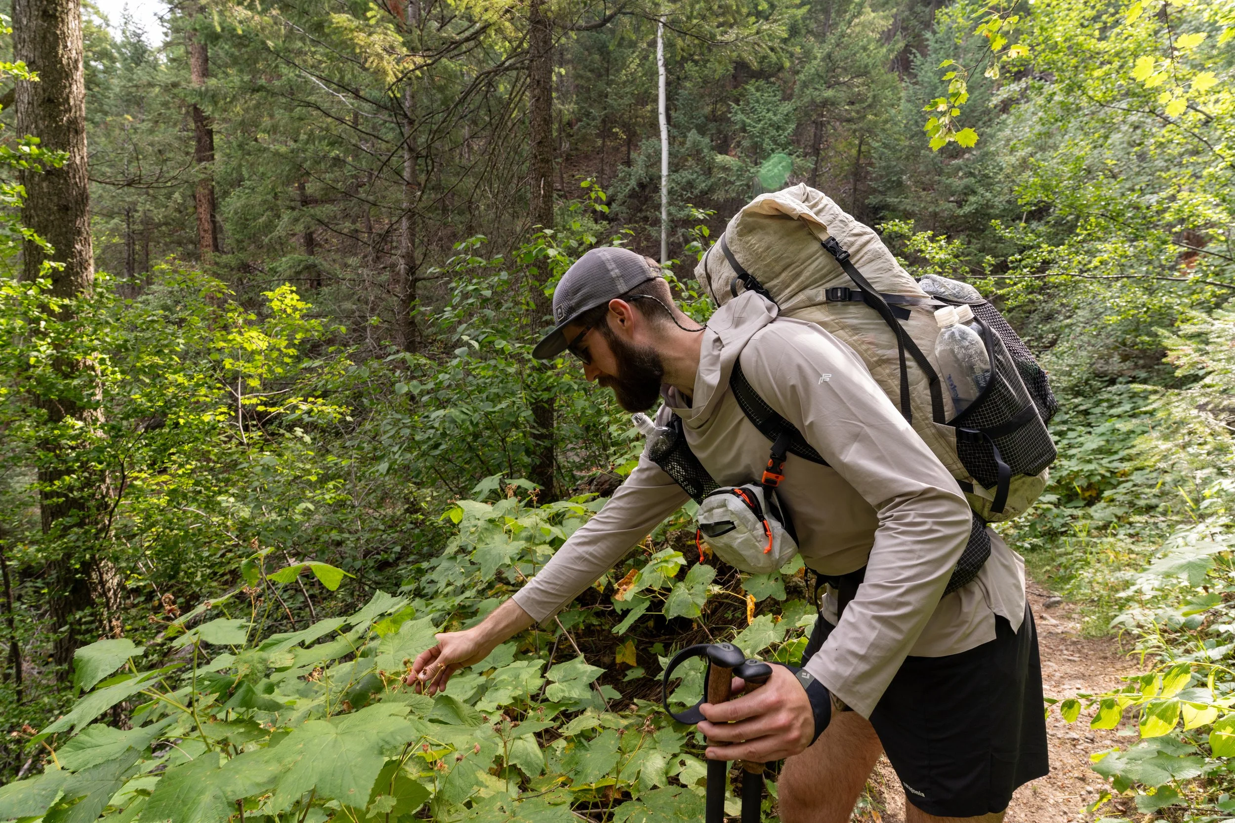 Picking Berries.jpeg
