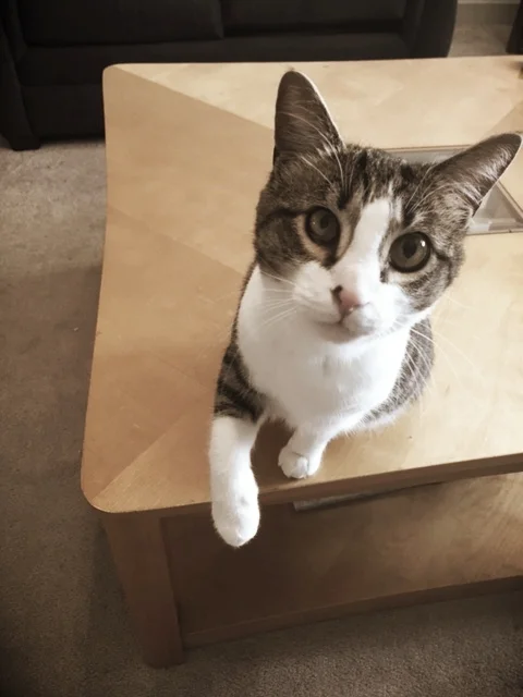 Nimbus- Collegeville, PA